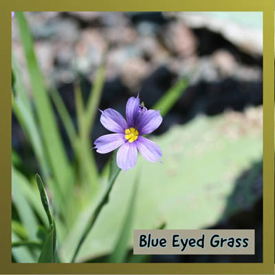 Blue Eyed Grass